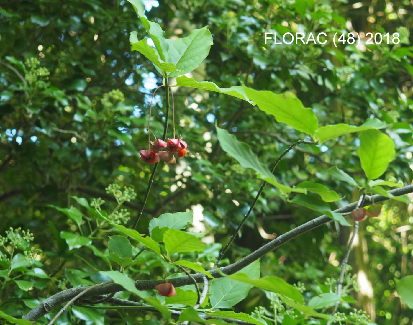 Spindle, Wide-leaved plant